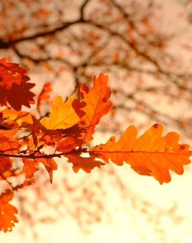 L’automne en Centre-Bretagne