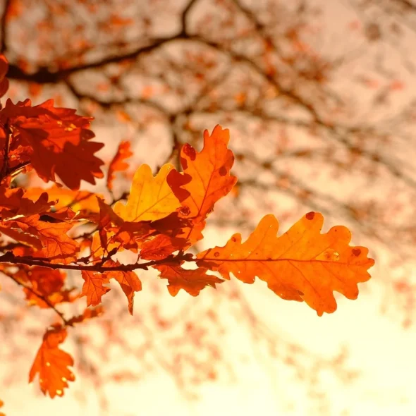 Activités pendant les vacances d’automne